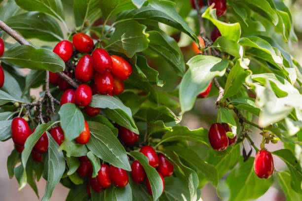 istock dogwood berry on a tree close-up 1737520791