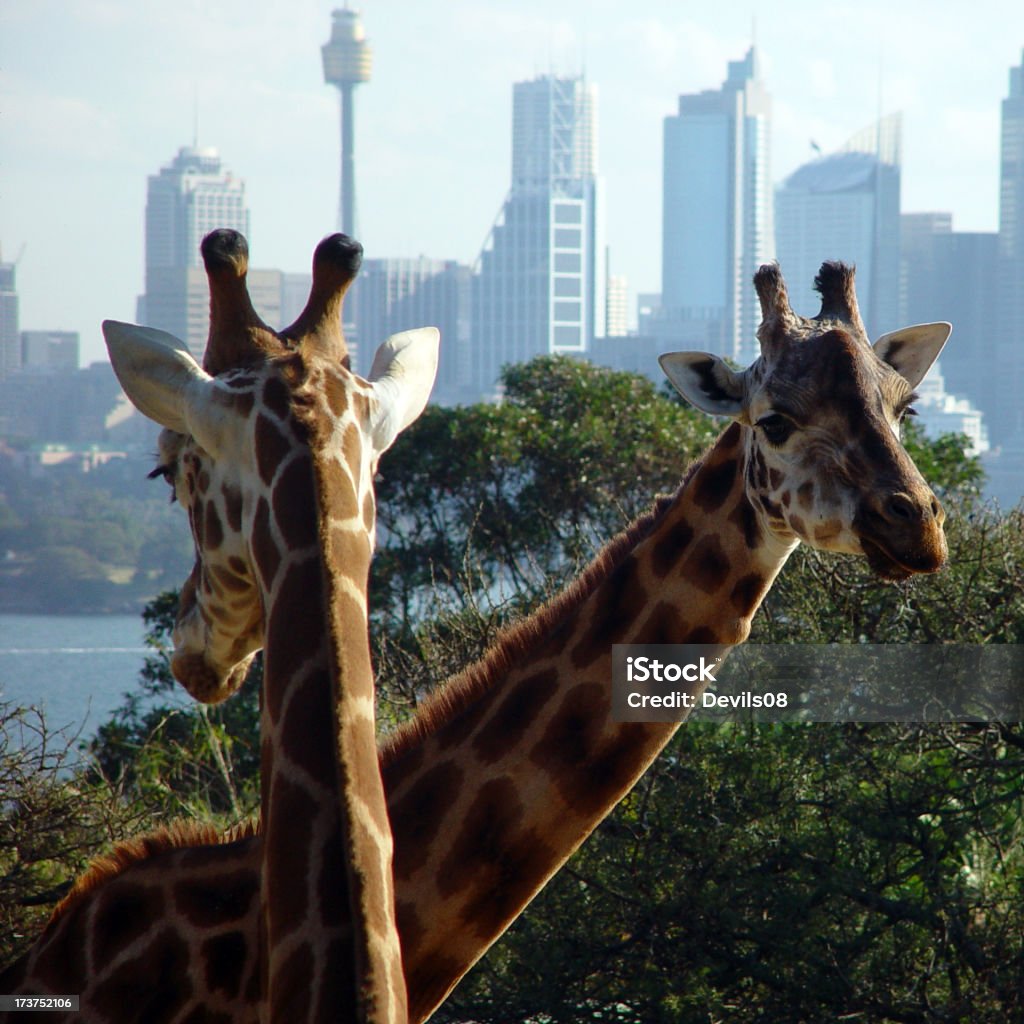 Urban Giraffe - Lizenzfrei Australien Stock-Foto