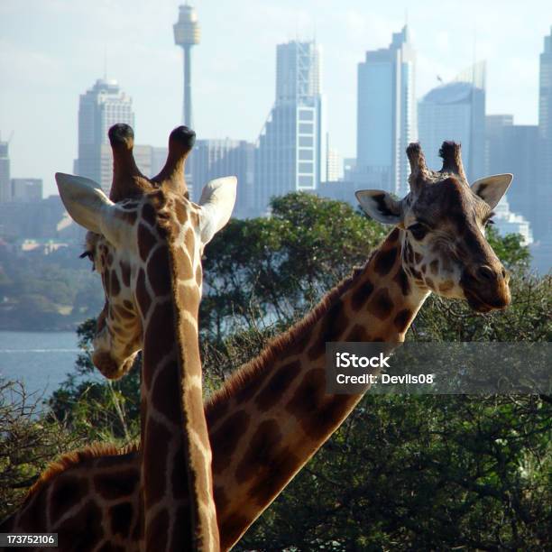Urban Giraffe Stockfoto und mehr Bilder von Australien - Australien, Blau, Dunkel
