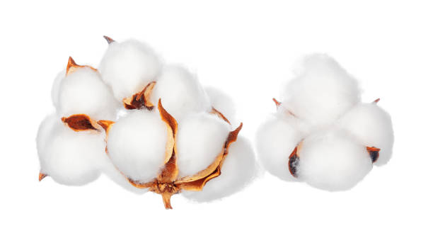 istock Cotton flowers on white background 1737521756