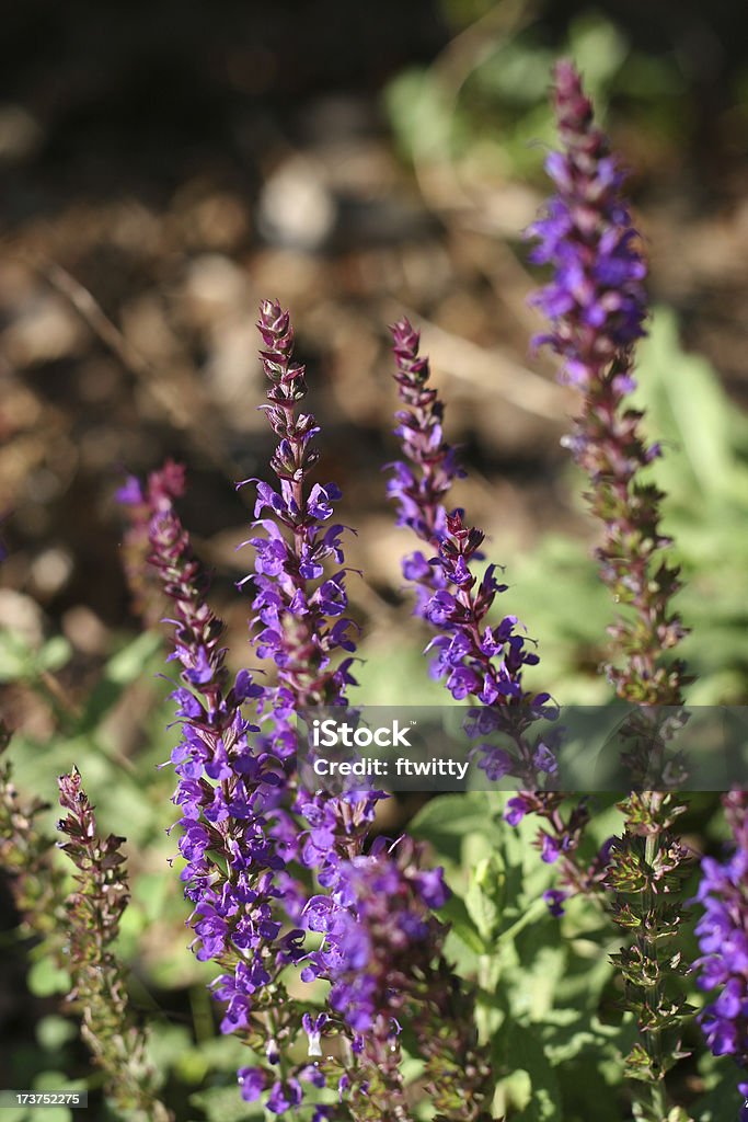 Púrpura Salvia - Foto de stock de Anual - Característica de planta libre de derechos
