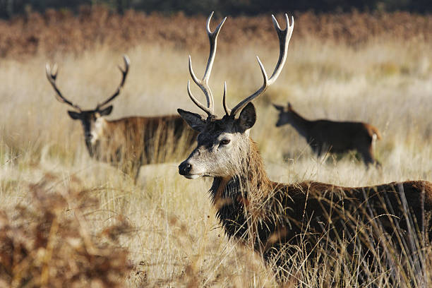 istock Autumn tableau young hart mature stag and hind Cervus elaphus 173752387
