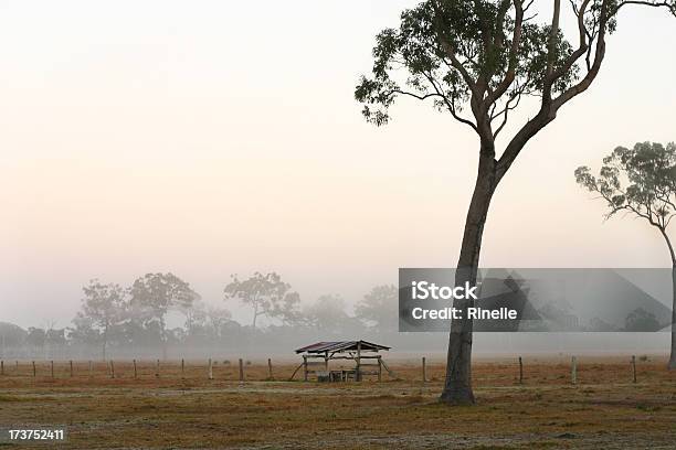 Mglisty Poranek - zdjęcia stockowe i więcej obrazów Australijski Outback - Australijski Outback, Queensland, Brzask