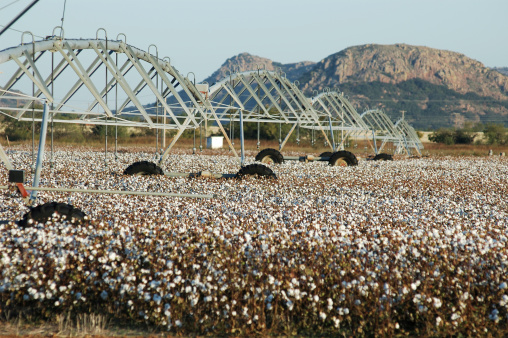 Circle irrigation on cotton crop.View other cotton photos.