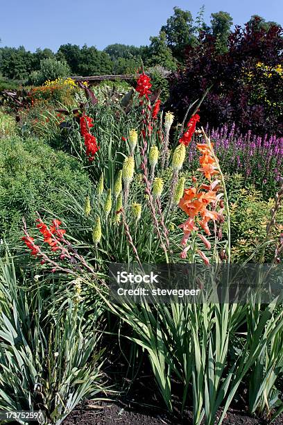 カラフルなガーデンで Coughton コート - グラジオラスのストックフォトや画像を多数ご用意 - グラジオラス, 花, イギリス