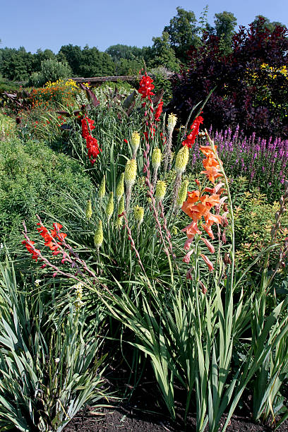 na ogród w coughton court - gladiolus flower bed landscape english culture zdjęcia i obrazy z banku zdjęć