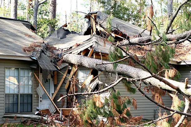 A tree is blown over to hit a house during hurricane Katrina.