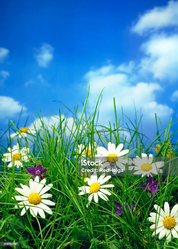 Flores meadow - Foto de stock de Amarelo royalty-free