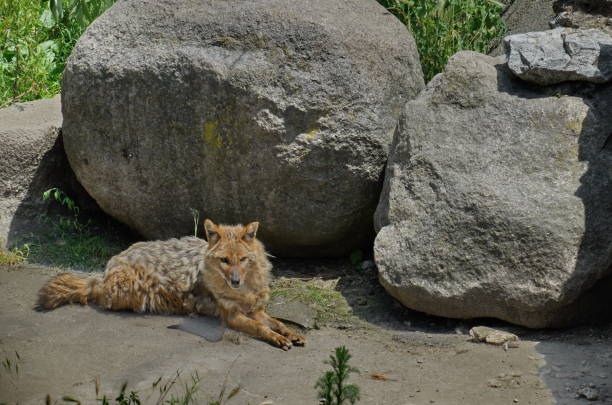 Golden jackal Canis aureus indicus lying on the ground next to a large stone Golden jackal Canis aureus indicus lying on the ground next to a large stone, Sofia, Bulgaria jackals stock pictures, royalty-free photos & images