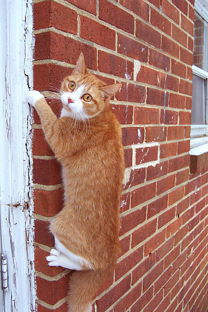1,300+ Cat Climbing Up Stock Photos, Pictures & Royalty-Free Images - iStock | Cat climbing down