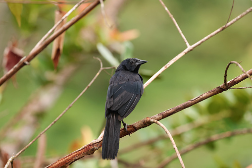 a blackbird found in costa rica