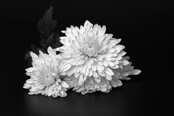 istock Chrysanthemum flower against a dark background. 1737531132