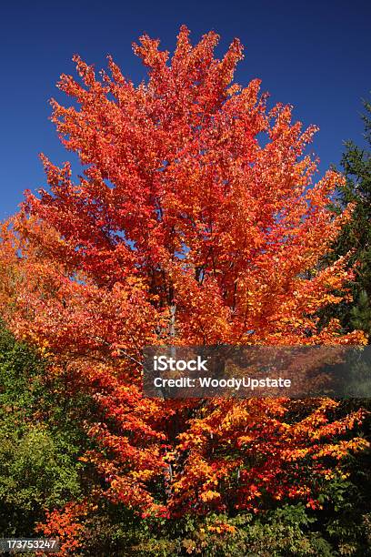 Jesień Klon - zdjęcia stockowe i więcej obrazów Bez ludzi - Bez ludzi, Bezchmurne niebo, Czerwony