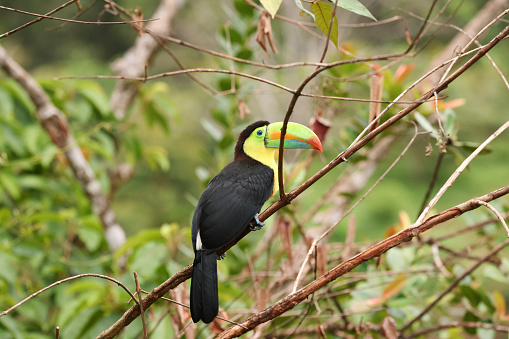 a species of the toucan family