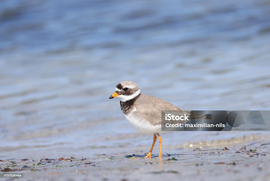 Common ringed plover on the beach a shore bird found in Europe Animal Stock Photo