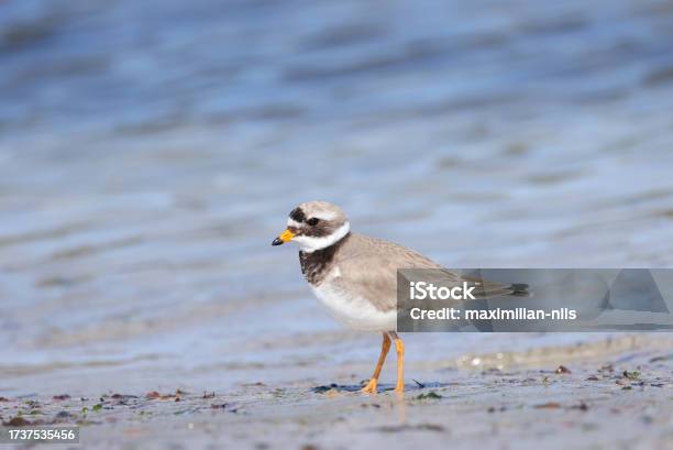 Common Ringed Plover On The Beach Stock Photo - Download Image Now - Animal, Animal Wildlife, Animals In The Wild