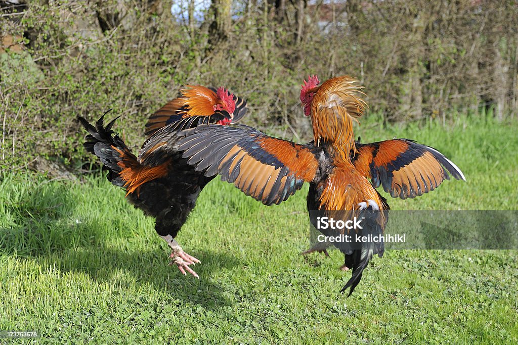 Lucha roosters - Foto de stock de Gallo libre de derechos