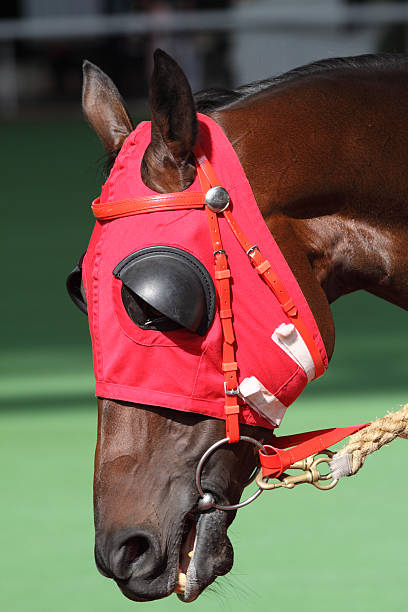 tête de cheval rouge oeillères - horse horse racing animal head horseracing track photos et images de collection