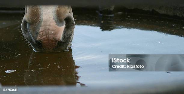 Photo libre de droit de Cheval Nez De Leau banque d'images et plus d'images libres de droit de Abreuvoir - Abreuvoir, Cheval, Eau