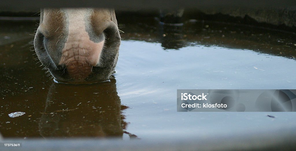 Cavallo naso in acqua - Foto stock royalty-free di Acqua