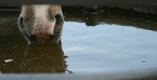 Horse Nose in Water stock photo