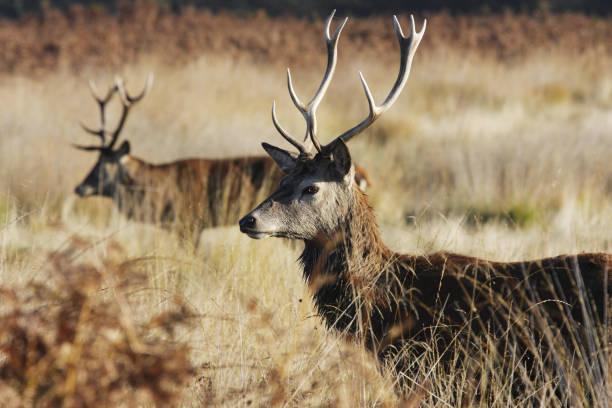 istock Elegant hart no match for mature red deer stag 173753638