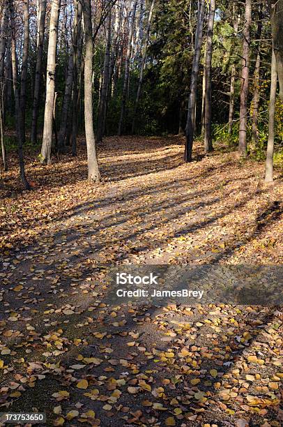 Shades Of Autumn — стоковые фотографии и другие картинки Без людей - Без людей, Вертикальный, Живописный