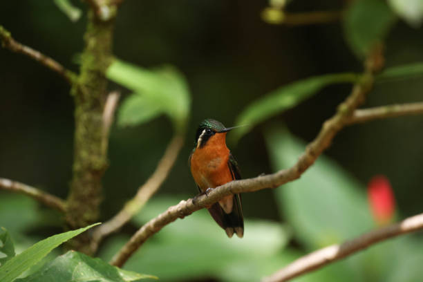 istock Purple-throated mountaingem 1737536524