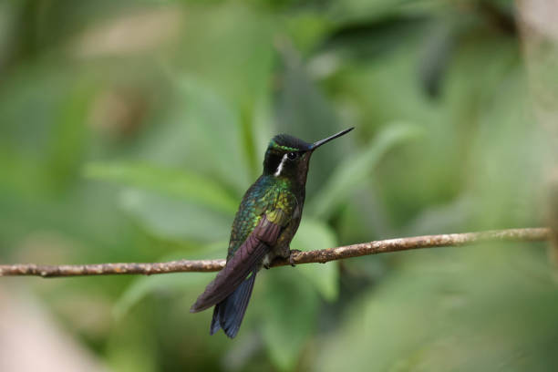 istock Purple-throated mountaingem 1737536526