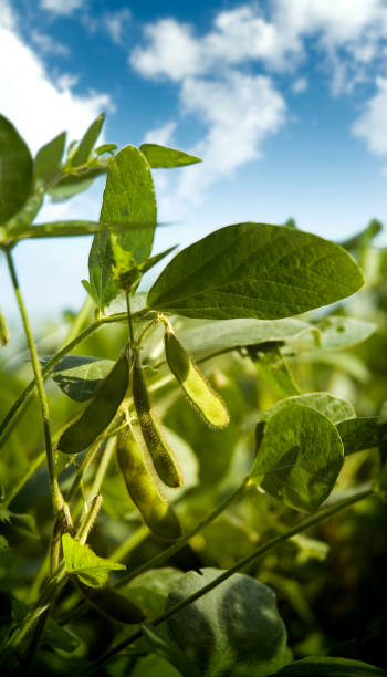Soybeans stock photo