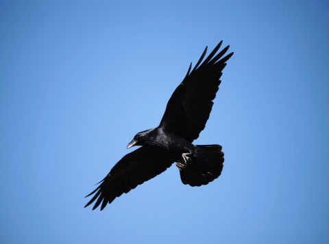 Black raven flying across a grassy field