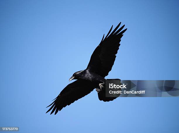 Raven Stock Photo - Download Image Now - Crow - Bird, Raven - Bird, Flying