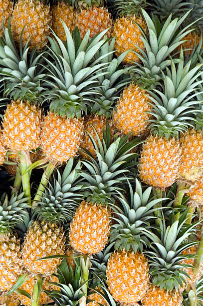istock Several organic pineapples still attached to stems 173753783
