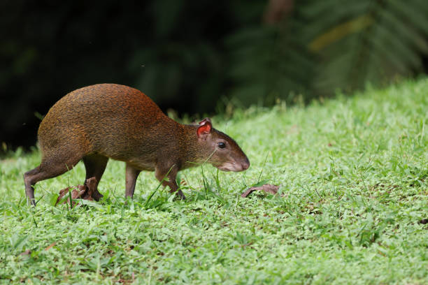 Central American agouti a species of agouti found in middle america dasyprocta punctata photos stock pictures, royalty-free photos & images