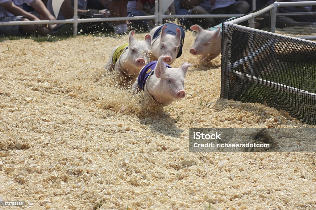 Porco corrida no County Fair - Foto de stock de Porco royalty-free