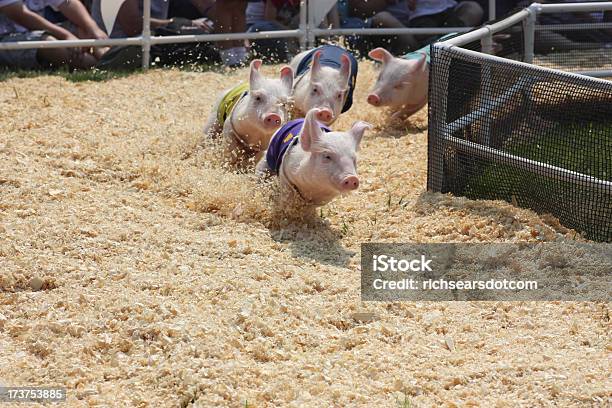 Foto de Porco Corrida No County Fair e mais fotos de stock de Porco - Porco, Correr, Corrida esportiva