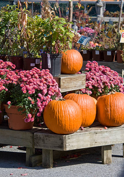 istock Pumpkins and Mums at Nursery 173753985