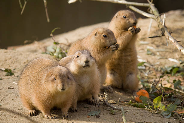 istock Prairie dogs eating carrot 173754043