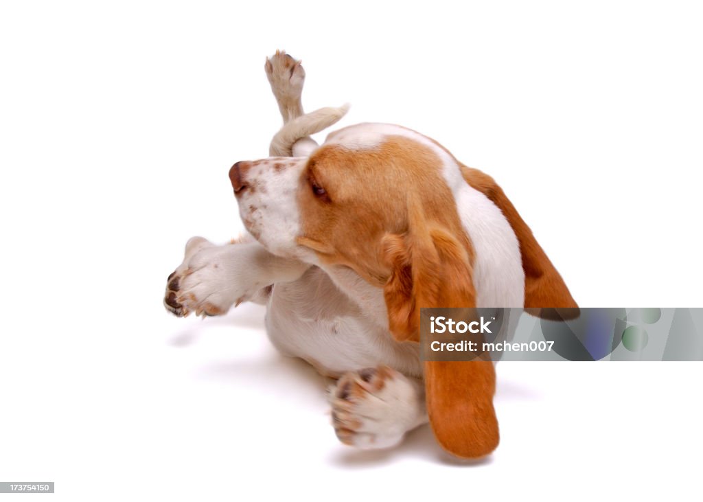 Animales: Perro Basset aislado - Foto de stock de Perro libre de derechos