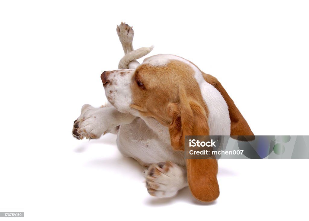 Animaux: Isolé chien Basset Hound - Photo de Chien libre de droits