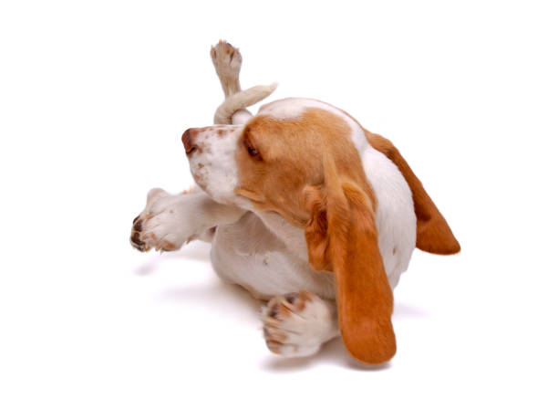 istock Animals : Isolated Dog Basset Hound 173754150