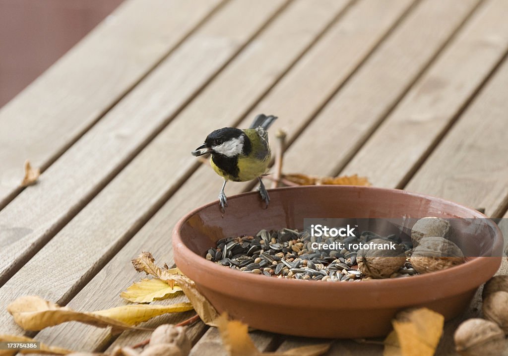 Kohlmeise - Photo de Animaux à l'état sauvage libre de droits