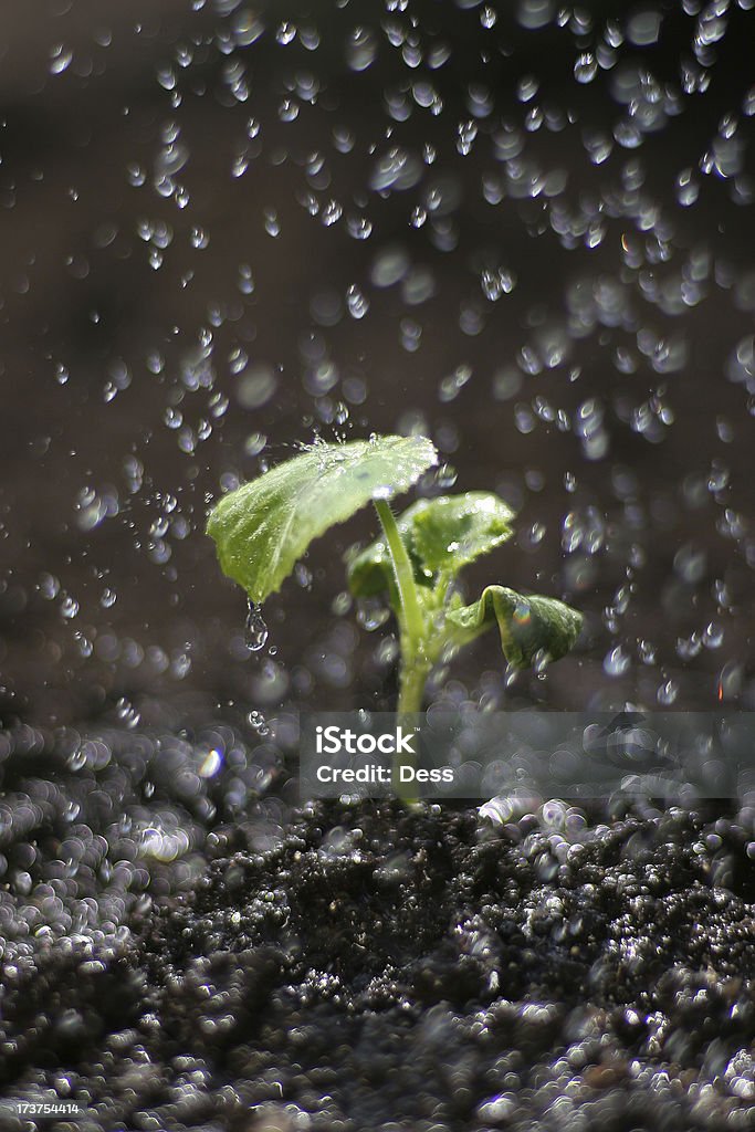 Profundidad de campo de col de agua - Foto de stock de Regar libre de derechos