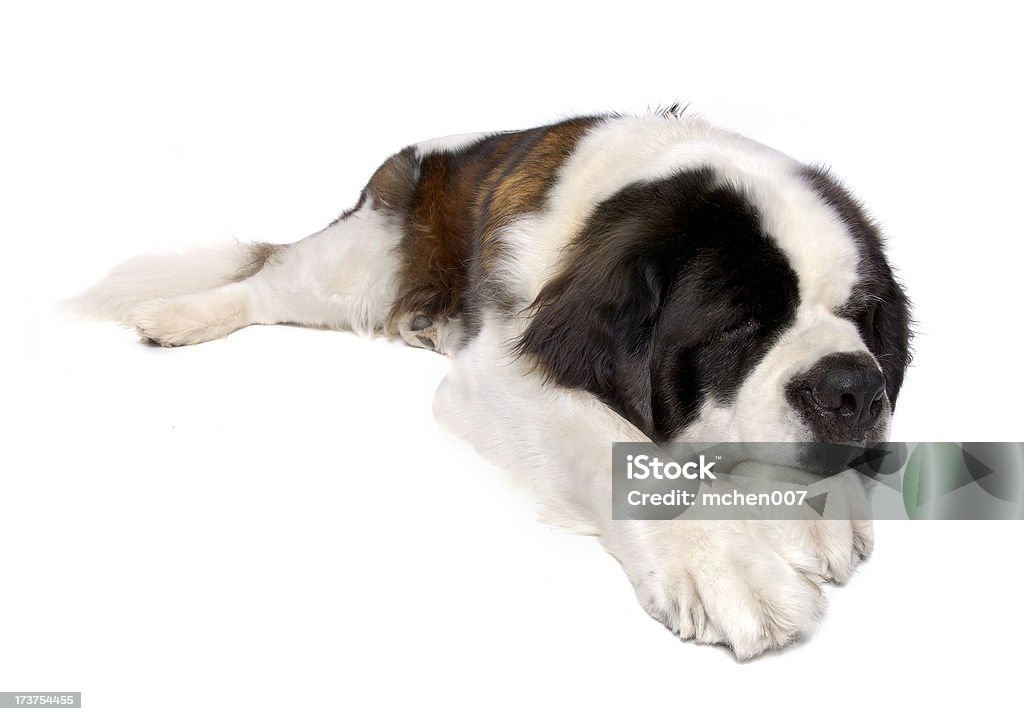 Tiere: Isolierte Hund St. Bernard - Lizenzfrei Bernhardiner Stock-Foto