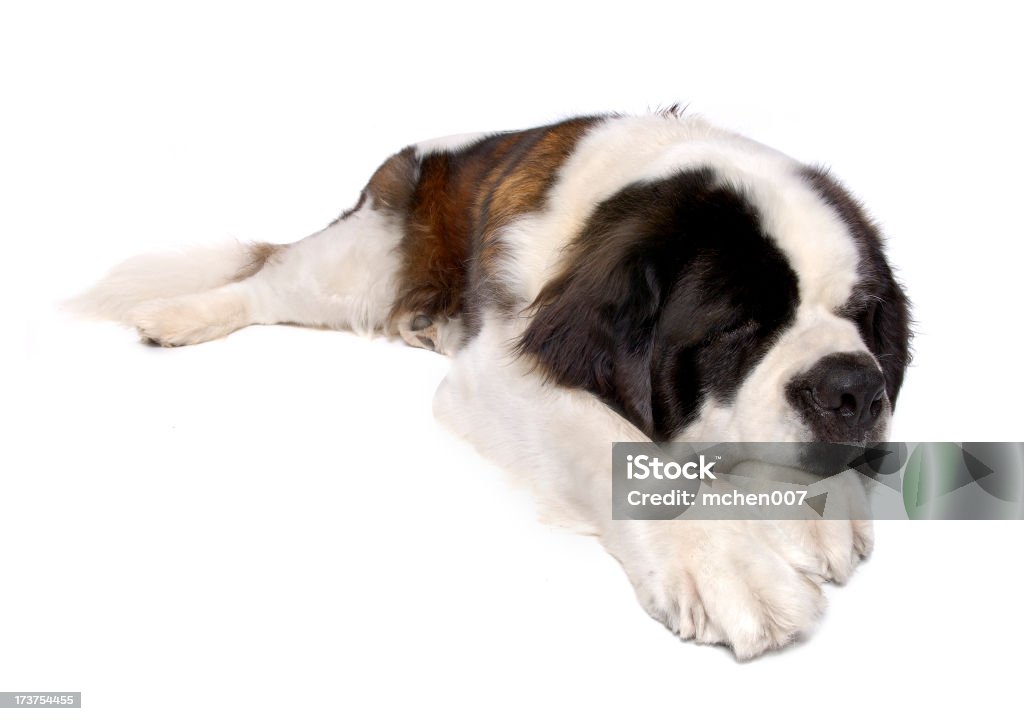 Animales: Aislado perro de St. Bernard - Foto de stock de Adulto libre de derechos