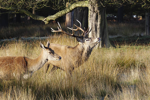 veado-vermelho no cio strutting modelo de solteiro arredondando mulheres - richmond park imagens e fotografias de stock