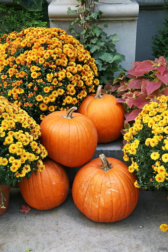 Fall chyrsanthemums surround a pumpkin outdoors.