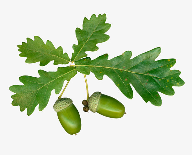 istock Oak leaves & acorns Isolated on white background 173754616