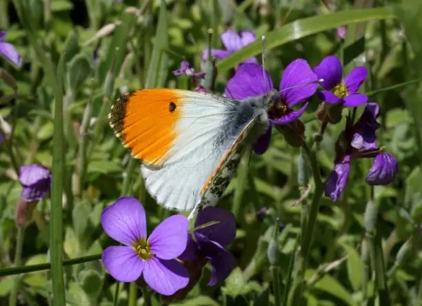 Orange-tip butterfly (Anthocharis cardamines) male imago feeding on violet with wings open

Eccles-on-sea, Norfolk, UK.         May