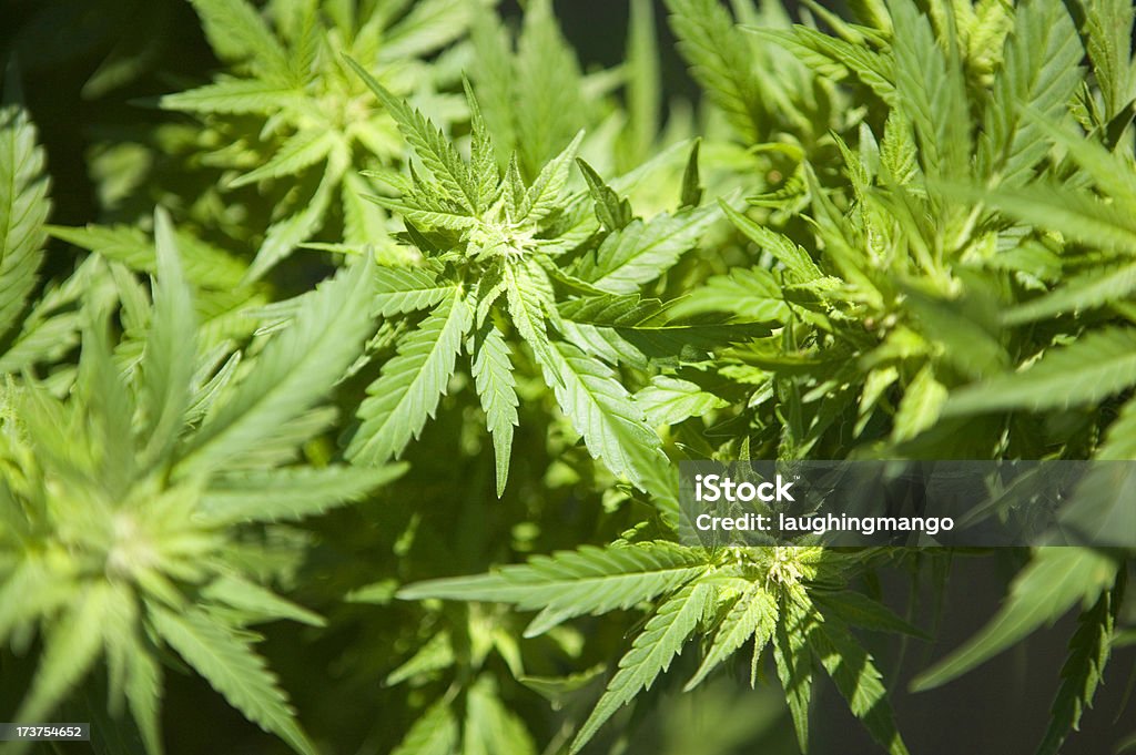 Planta marijuana médico de Medicina Alternativa - Foto de stock de Beleza royalty-free